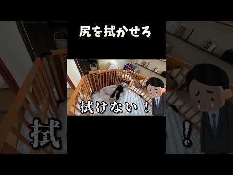 尻を拭かせろ サムネイル
