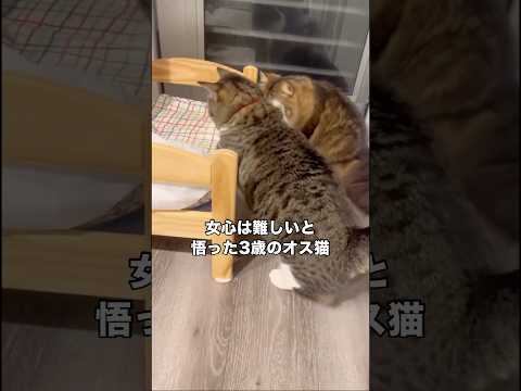 ちょっと嗅ごうとしただけなのに高速猫パンチを食らってしまうオス猫 マンチカン 男はつらいよ オス猫 shorts サムネイル