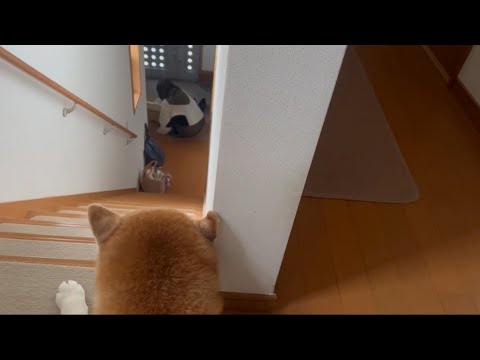 柴犬福 珍しく母へのお出迎えなのに兄の時みたいな対応をしてしまう柴犬🤣Mother's boy🤣 サムネイル