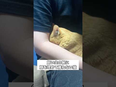 1日泊まりがけの仕事から帰ってきた日、寂しさが爆発してた 猫 茶トラ 猫動画 shorts サムネイル