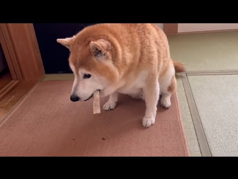 柴犬福 母からお風呂のご褒美に第1も第2も貰えた柴犬🤣Shiba-ASMR🤣 サムネイル