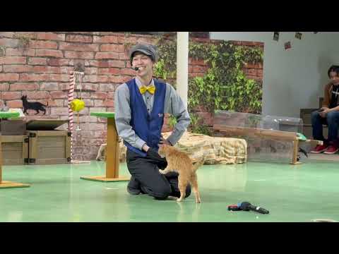 ネェネェミヤコちゃん！なかなか見れない猫によるショー ザ・キャッツ(午前)    那須どうぶつ王国にて　2026年4月… サムネイル