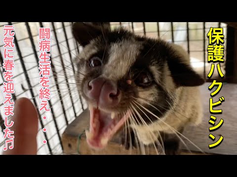 闘病生活を終えて元気に回復した保護ハクビシンのハクちゃん♪飼育員との遊びはさらにパワーアップ！？ サムネイル