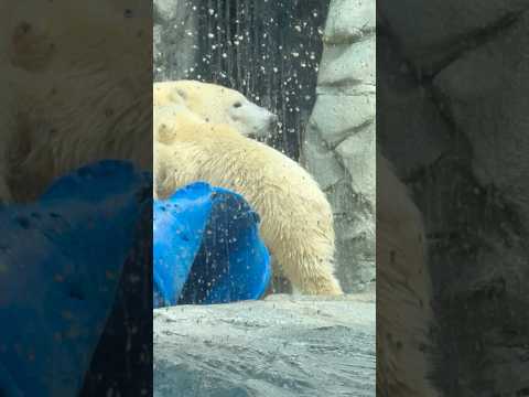 shorts お母ちゃん！お母ちゃん！！っと言ってそうなモモ太くん😊　  ホッキョクグマの親子　男鹿水族館GAOにて… サムネイル