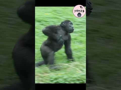 gorilla Ringo 拍胸：我來搶布了~ gorillatag taipeizoo 金剛猩猩 台北市立動物園