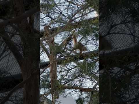 shorts ニホンリスの森　那須どうぶつ王国　2026年1月12日 サムネイル