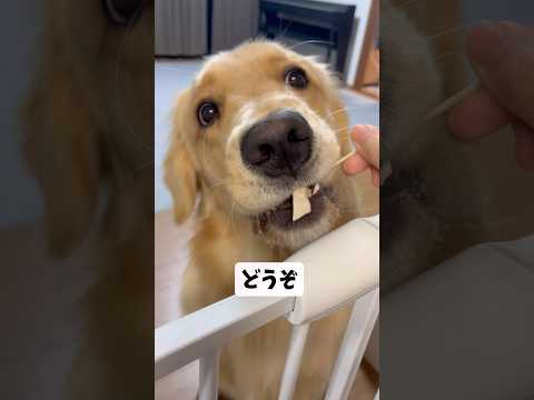 色々食べるモンちゃん goldenretriever ゴールデンレトリバー サムネイル