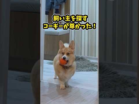 仕事で疲れた皆に贈る笑いと癒しのコーギー5 選ww　コーギー 笑える 癒し コーギーのいる暮らし 犬のいる生活 犬好き… サムネイル