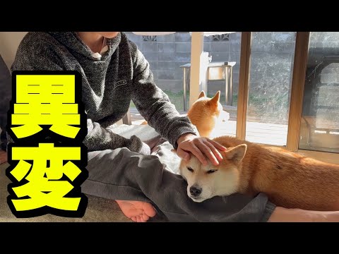 兄の彼女に会った反動で柴犬姉妹と娘に異変が… サムネイル