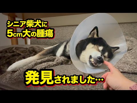 もうすぐ13歳のシニア柴犬に腫瘍が見つかりました サムネイル