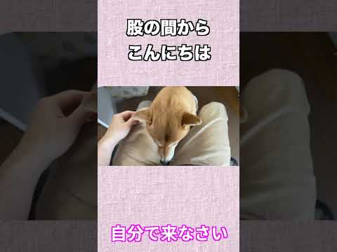 股の間から今日は サムネイル