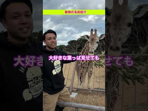 【動物の名前紹介！】キリン🦒ユメ(♀) サムネイル