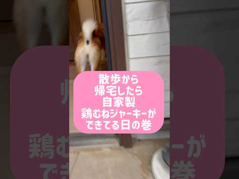 柴犬とん君の大好物！　柴犬　柴犬とん