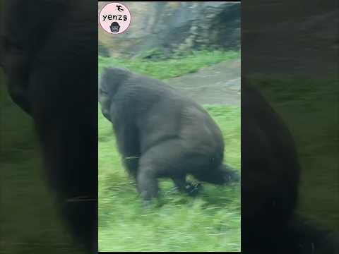 Happy Iriki💦😆 gorilla taipeizoo 金剛猩猩 台北市立動物園 funnyanimals c… サムネイル