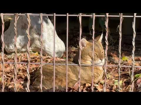 日向ぼっこ　ジャングルキャット　東山動植物園にて　2025年12月12日 サムネイル