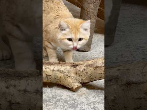 shorts ジャミールさん起きてた🫢　スナネコ　那須どうぶつ王国にて　2026年3月27日 サムネイル