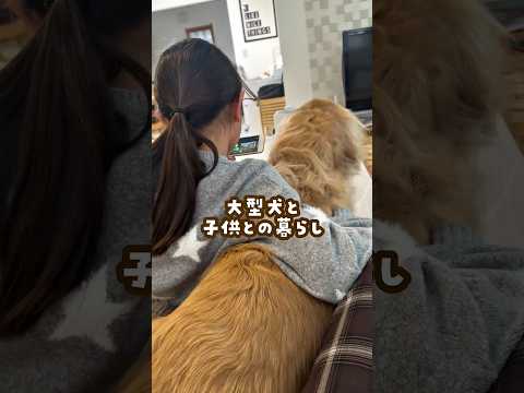 大型犬と子供との暮らし ゴールデンレトリバー 大型犬のいる生活 goldenretreiver 大型犬と子供 サムネイル