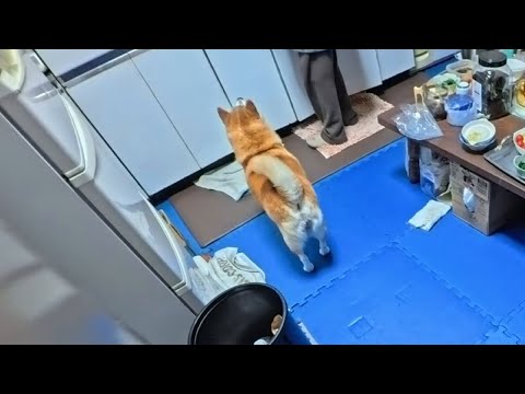 晩ゴハンのお迎えにあらわれるハラペコモモさん サムネイル