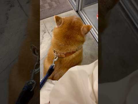柴犬福 病院で普段の威勢からは考えられない情けない声を出すぷりち丸😂Shiba-Cry😂姉と柴 shorts japa… サムネイル