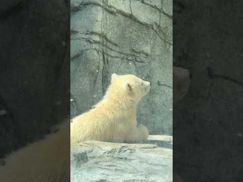 shorts ゴロゴロモモ太くん　  ホッキョクグマの仔　秋田県男鹿水族館GAOにて2026年4月30日 サムネイル