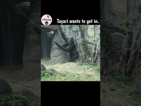 funny gorilla sisters🤣 gorilla gorillatag taipeizoo 金剛猩猩 台北… サムネイル