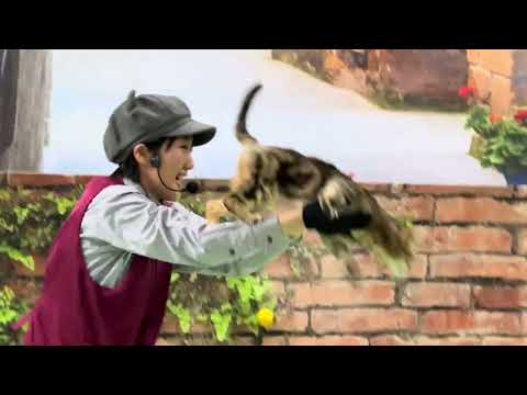 エース！チャイ〜！！本日2025年キャッツ納め！なかなか見れない猫によるショー ザ・キャッツ　那須どうぶつ王国にて　2… サムネイル