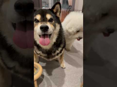 全然違うのよ・・・柴犬 shibainu サムネイル