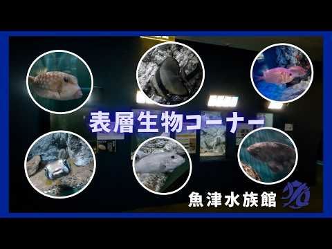【魚津水族館】表層生物コーナー🐟🐡🐠
