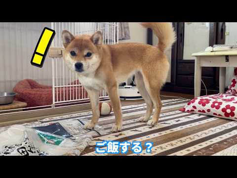 「ご飯」と聞くとシュッと顔つきが変わる柴犬小夏　ASMR サムネイル