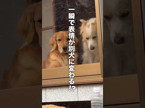 一瞬で表情が変わる犬が可愛い!!【ゴールデンレトリバー・ボーダーコリー】shorts サムネイル