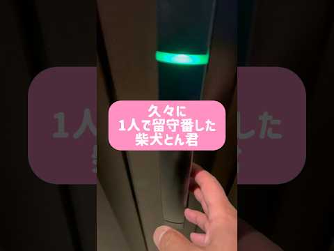 柴犬とん君、確実に成長してまっす！　柴犬　柴犬とん