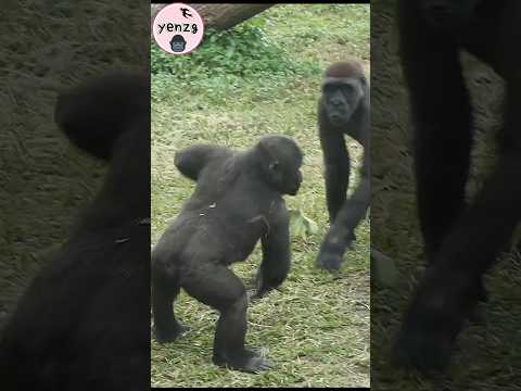 Ringo去Jabali面前可愛拍胸跳😆 gorilla gorillatag taipeizoo 金剛猩猩 台北市立… サムネイル