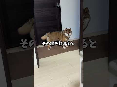 柴犬🐕の正直な尻尾の話 サムネイル