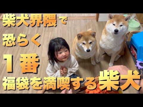 犬用福袋の開封。人間以上にワクワクしながら開封の儀に参加する柴犬 サムネイル