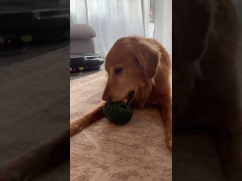 golden retriever puppies for sale🥵india retreiver dog puppy… サムネイル