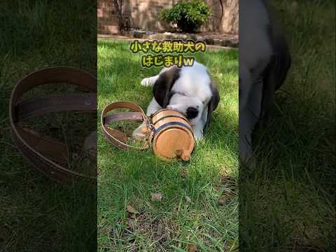 仕事で疲れた皆に贈る笑いと癒しのセントバーナード5選ww　#セントバーナード #笑える #癒し #大型犬のいる生活 #… サムネイル