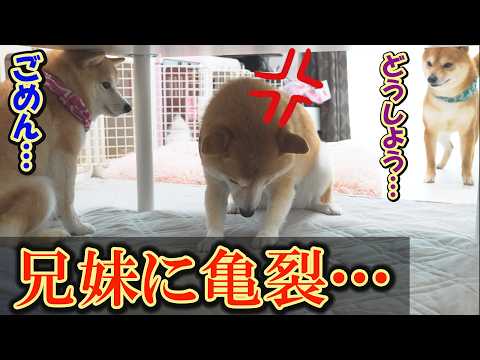 【神回】見たことがないくらい怒り狂う兄柴犬・・・しかし、徐々にお笑い路線に・・・ サムネイル