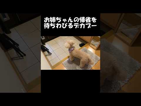 ソワソワしながらお姉ちゃんの帰りを楽しみに待つ大きいトイプードル＃デカプー＃トイプードルのロアくん＃toypoodle… サムネイル
