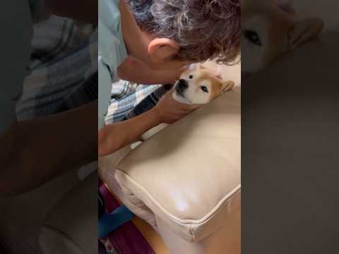 柴犬福 父に絡まれてる時の柴犬🤣Father and Shiba🤣shorts japanesedog 柴犬 shib… サムネイル
