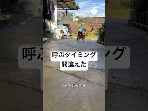 爆笑‼️最悪のタイミングで柴犬を呼んだ結果　　柴犬　犬　面白い　犬のいる暮らし かわいい犬 サムネイル
