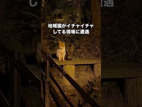 夜の公園を歩いてたら地域猫たちがイチャコラしてる現場に遭遇 地域猫 野良猫 キジトラ 茶白猫 サムネイル