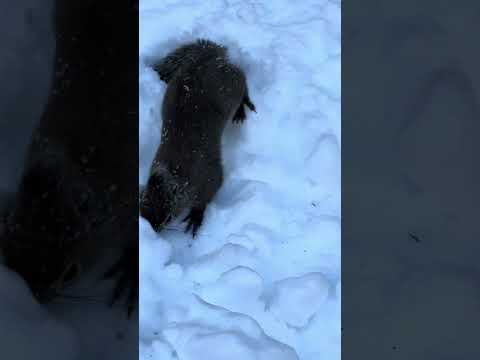 shorts プレーリードッグみたいに潜って移動するリスさん🐿️ ニホンリス　那須どうぶつ王国にて　2026年1月12日 サムネイル