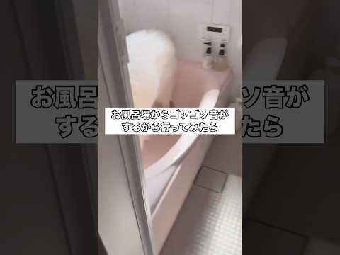 ある日の昼下がり、浴室からゴソゴソ異音がするから向かってみたら 白クマ 大型犬 超大型犬 グレートピレニーズ サムネイル