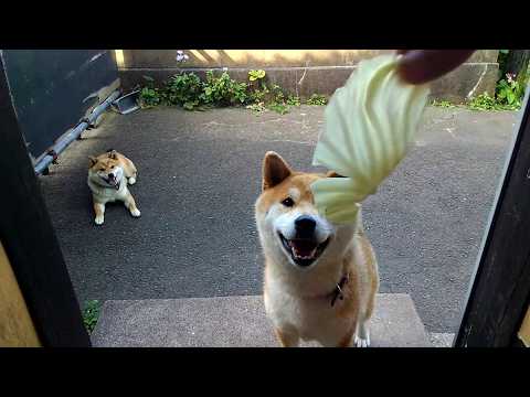 2026年5月17日(日) 研究によると、柴犬がキャベツを食べているのを見ることでストレスレベルが15%低下することが… サムネイル