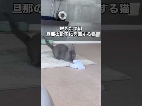 脱ぎたての旦那の靴下に大興奮するベル姉さん。靴下は臭くはなかったです😂 ロシアンブルー 靴下猫 足からマタタビ sho… サムネイル