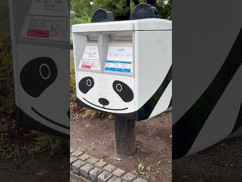 shorts シッポもあるヨ！パンダポスト📮　上野公園にて　2026年6月3日 サムネイル