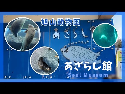 【旭山動物園】あざらし館🌊[Asahiyama Zoo] Seal Museum サムネイル