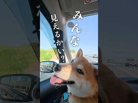 身だしなみ完璧柴犬 サムネイル