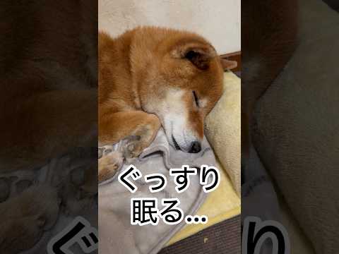 ’26.2.5 夕方の力丸… 柴犬 shibainu 柴犬のいる暮らし 柴犬の日常 遊ぶ犬 眠る犬 力丸 サムネイル