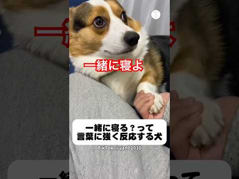 一緒に寝る⁉️その一言に強く反応するコーギー　　　コーギー　犬　かわいい犬 癒し　かわいい サムネイル
